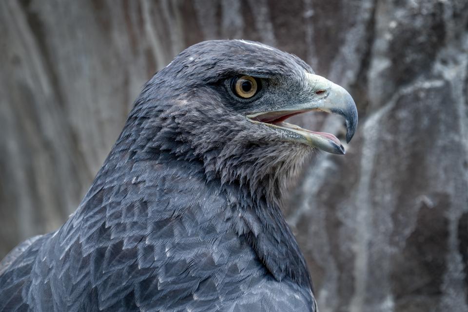 Grey Eagle | Shutterbug